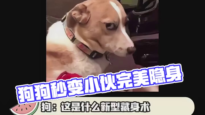 狗狗都知道事不过三~