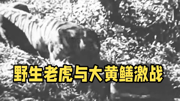 真实版龙虎斗#野生动物零距离 #动物世界 #神奇动物在这里 #老虎