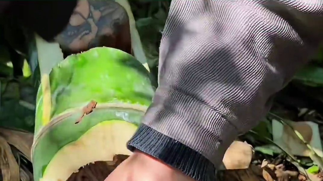 凉拌竹虫 #冷知识 #竹虫