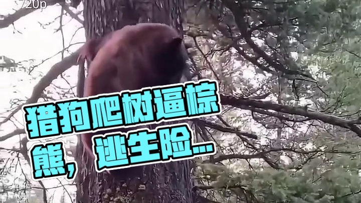 棕熊被一群狗子逼到树上，谁料这些狗子会爬树，这操作把棕熊吓傻了