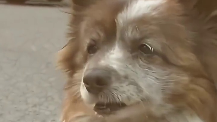 狗狗的忠诚远超远出你的想象