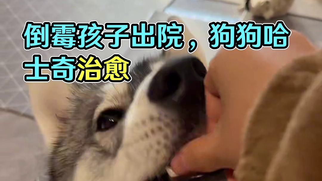 倒霉孩子出院啦！ #万物可爱计划 #宅家治愈系 #狗狗 #哈士奇