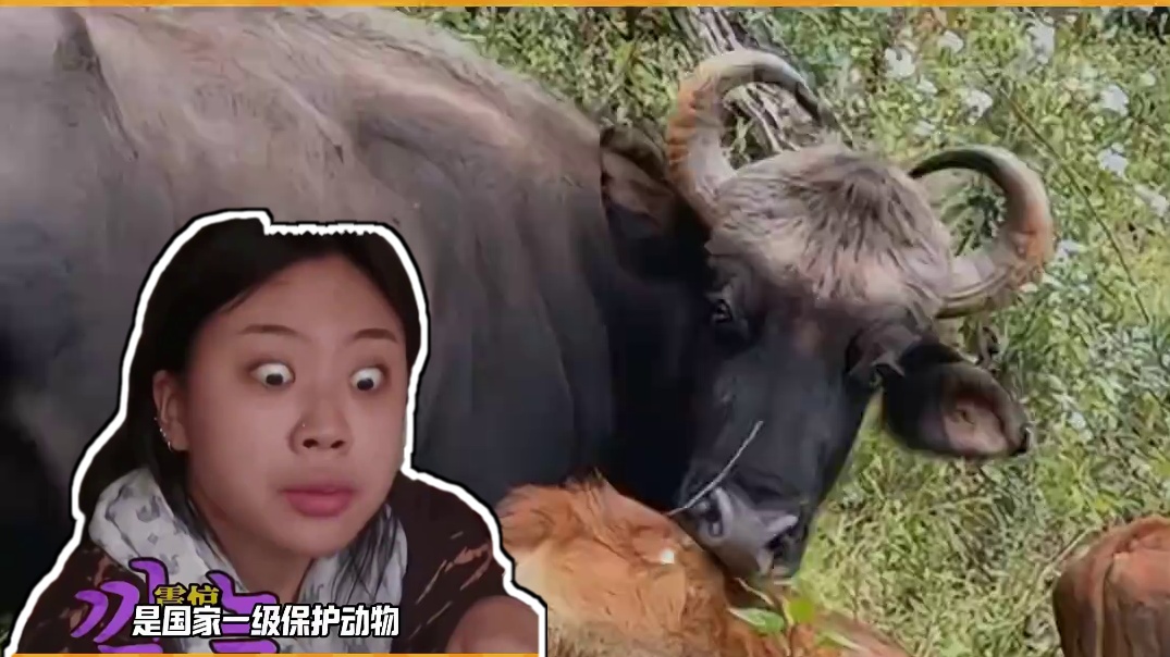 野牛：我好不容易得到的编制啊 #娱乐评论大赏 #万万没想到 #保护动物