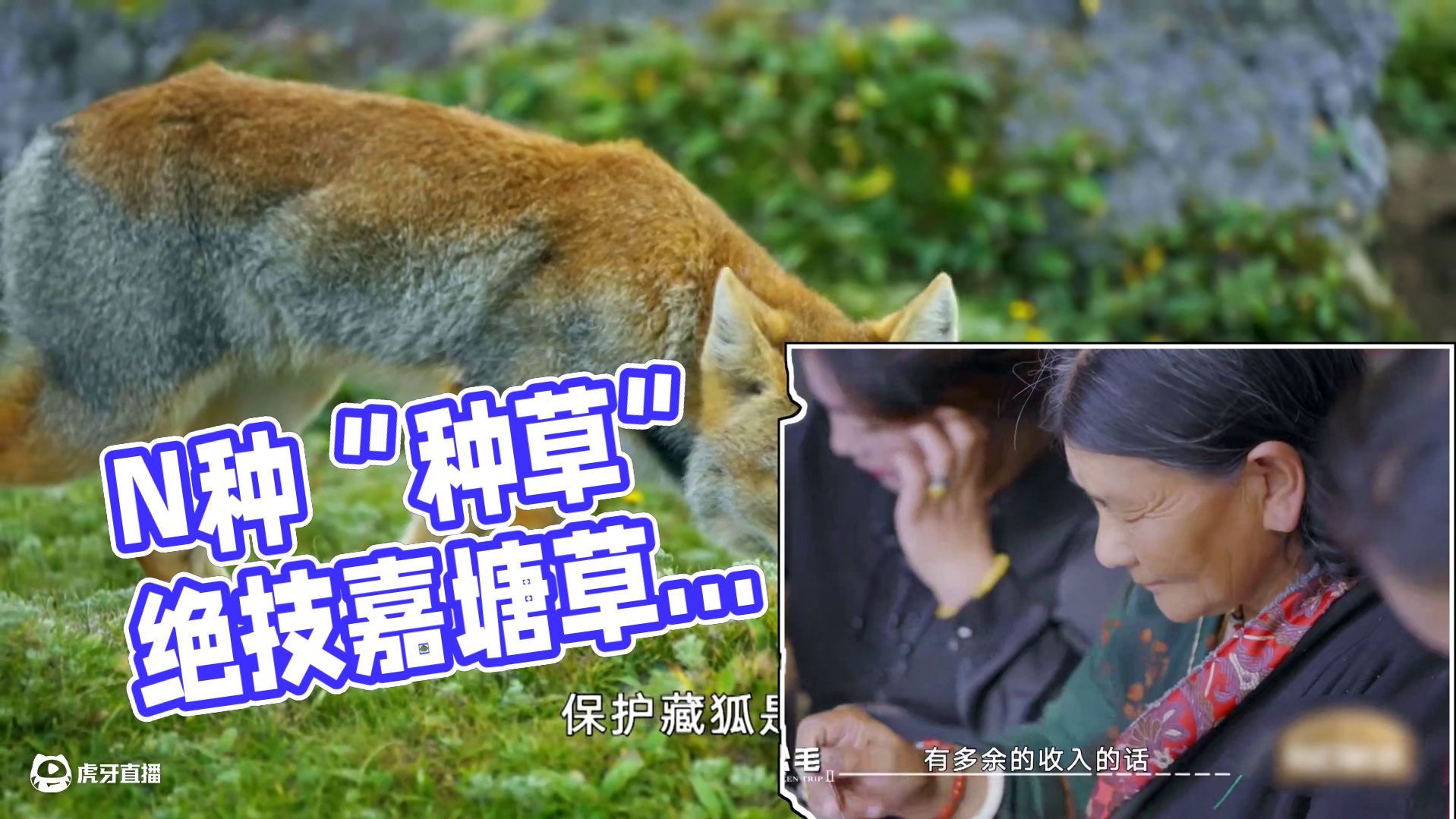 惊爆！藏在背后的 N 种 “种草” 绝技，能否能让嘉塘草原一键重启？守护就趁现在！#一路前行2  #