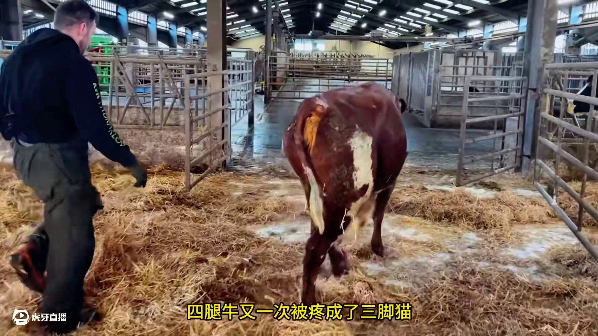 四腿牛又一次被疼成了三脚猫#解压 #修蹄 #助眠 #强迫症 #极度舒适