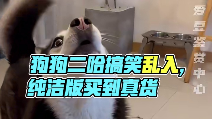 狗：让你小子买到真货了#狗狗  #动物 #萌宠 #生活 #搞笑