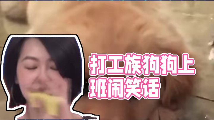 狗狗：幸好我不识字 #狗 #上班 #打工