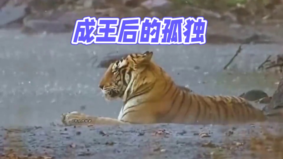 风吹雨打 此时此刻的他在想些什么呢？看这个样子好像心事不少
原来这就是成王后的孤独吧#老虎 #大猫 