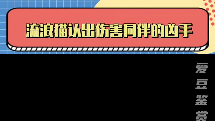 虽然小猫自己也很害怕，但还是想拼命保护网友，真好！#猫咪 #流浪猫 #感动 #温暖 #动物