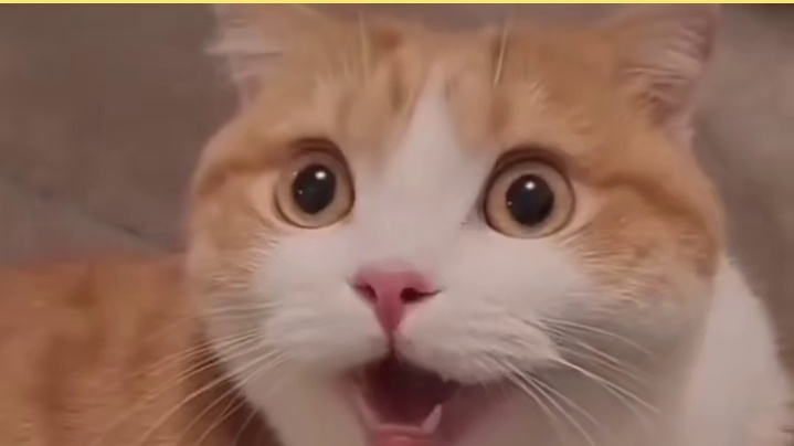 摩托车：扣六分和扣六十年我还是分得清的