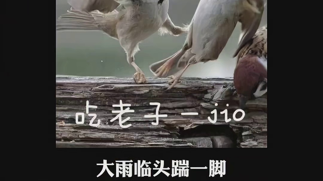 夫妻本是同淋鸟