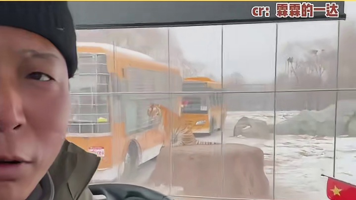 东北虎林园老虎吃撑了  尔滨，你要不给你们大老虎整点大山楂丸呗，这都撑成啥样了。