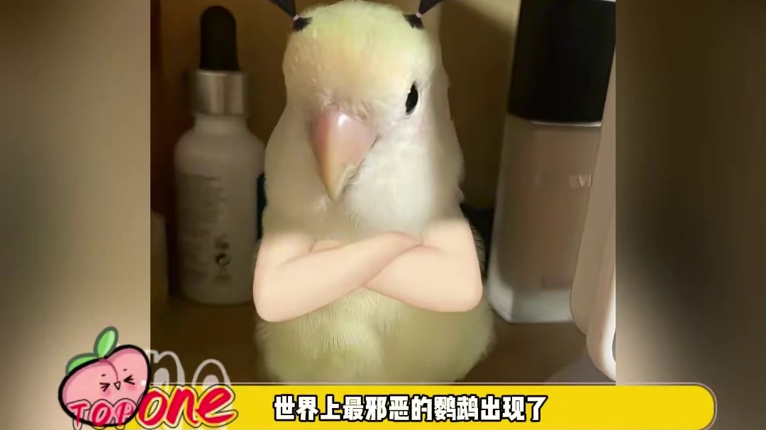 世界上最邪恶的鹦鹉出现了#内容过于真实 #万万没想到 #鹦鹉#小动物 #玄凤鹦鹉