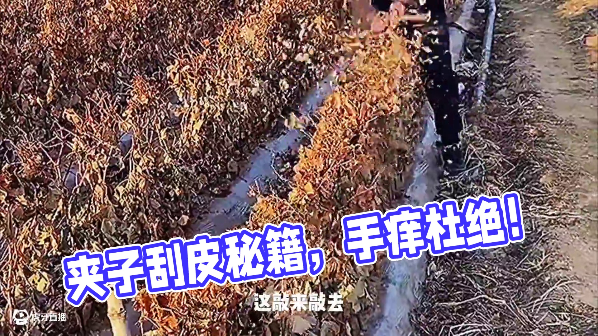 夹子卡住刮皮，再也不怕手痒了 #搞笑视频 #搞笑配音 #大娟配音 