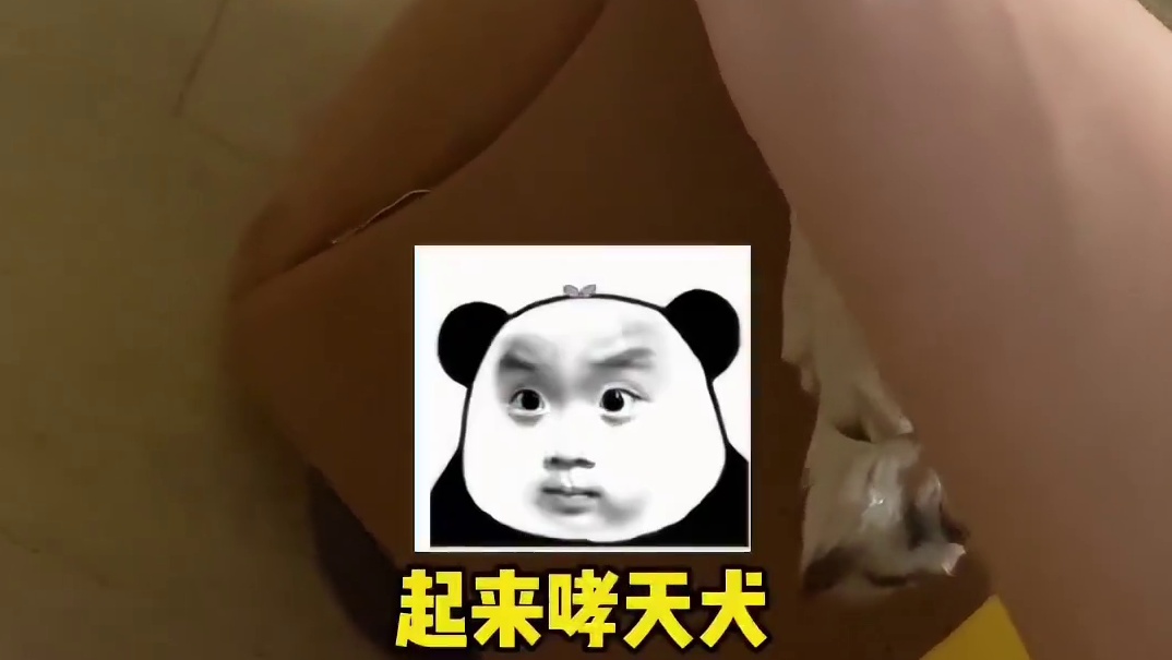 好搞笑，原来狗也会落枕
