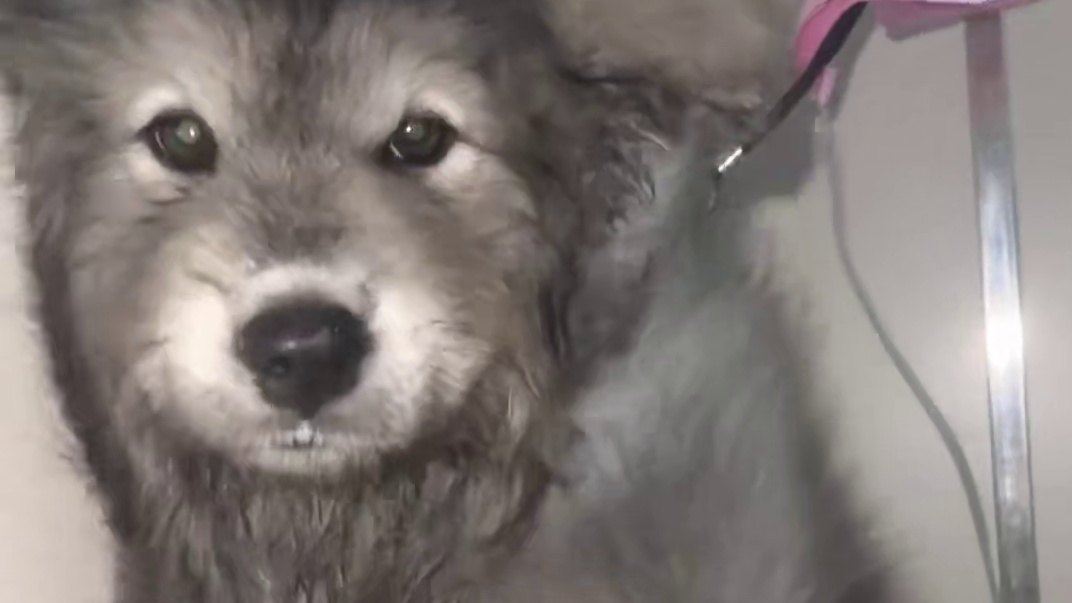 被洗了三次的萨摩耶 #萨摩耶 #洗澡 #可爱 #委屈小狗 #狗狗的心思都写在脸上了