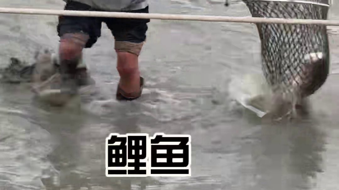 我家过年吃的鱼是我弟弟抓的#孙子逊 #搞笑