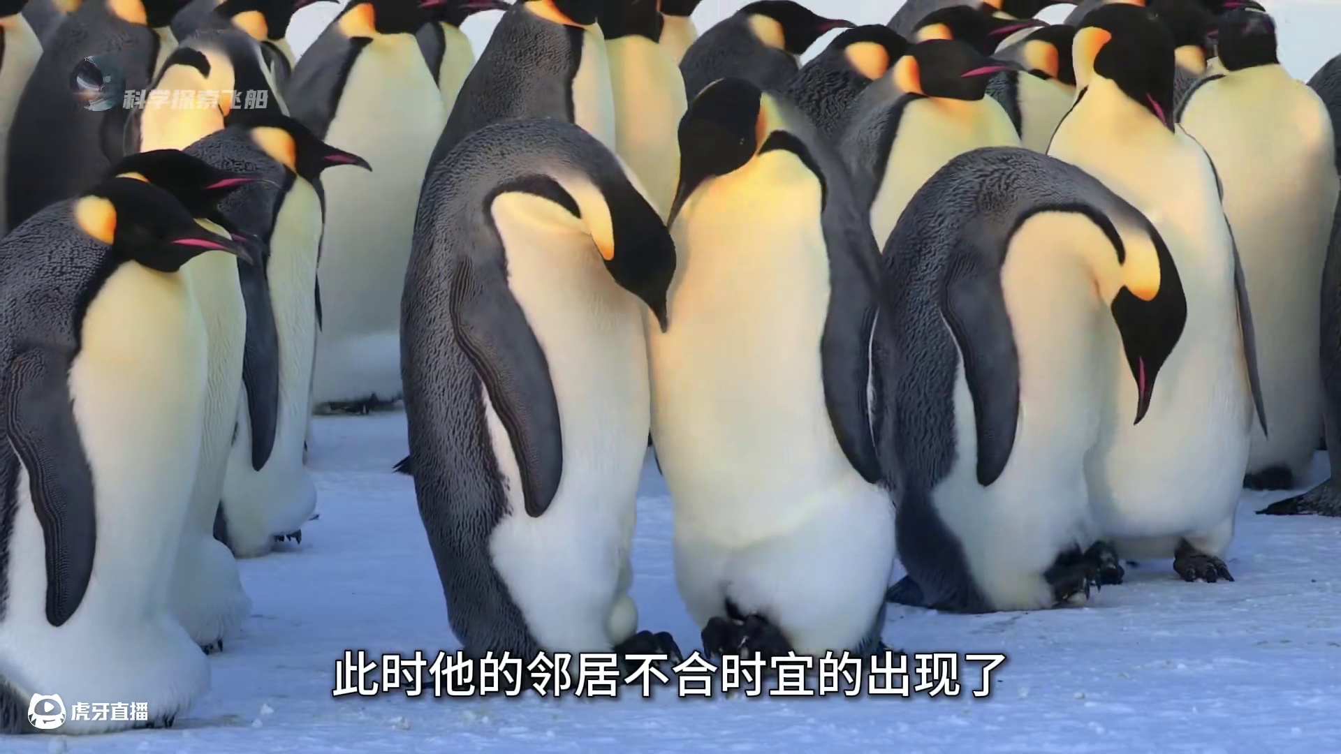 生命如此脆弱，却又如此坚强，企鹅宝宝的生命逆袭之旅！ #企鹅 #南极 #企鹅宝宝 #动物世界 #奇趣