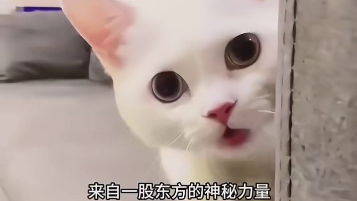 银渐层报复小橘猫