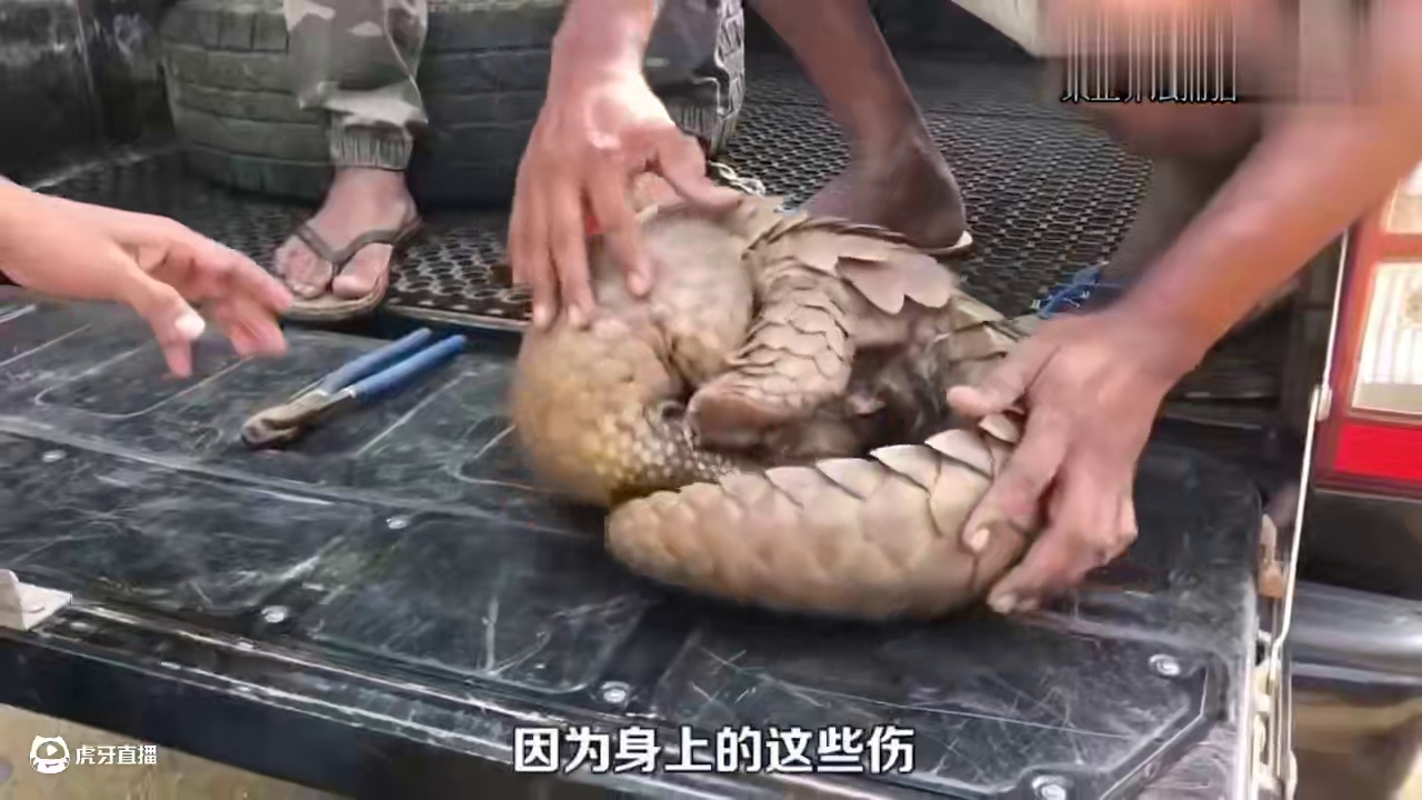 一只穿山甲可以保护60公顷森林的白蚁灾害，善待穿山甲