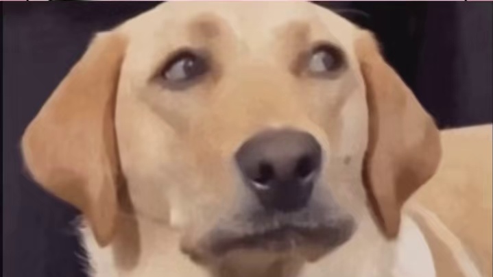 踩人撞人打人，唯独不咬人