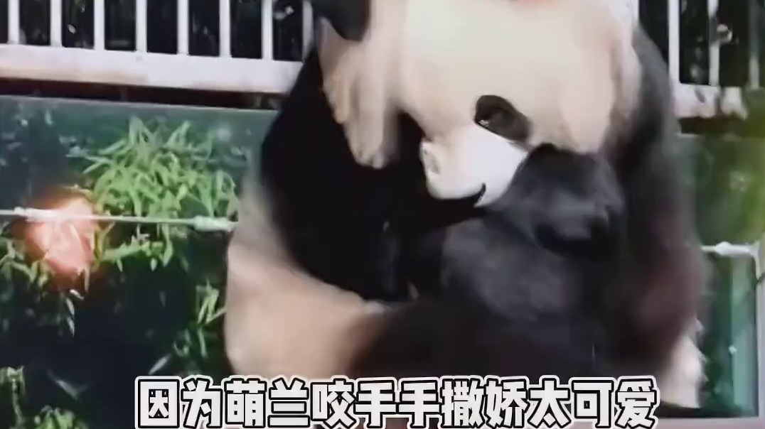 一个萌萌的一个呆呆的哈哈哈好可爱啊！