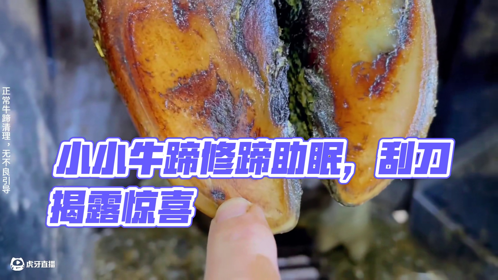 一刀起牛汁滴，小小牛蹄竟将如此多的牛汁给收集 #解压 #助眠 #修蹄 #强迫症 #极度舒适