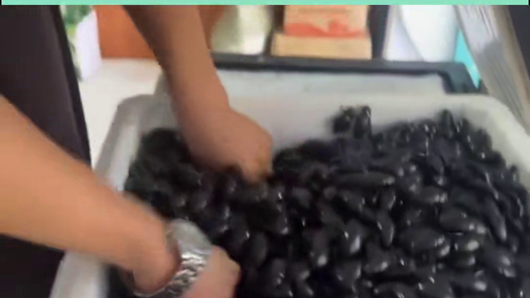 美味的水蟑螂请你吃一下 #冷知识 #水蟑螂 #蟑螂