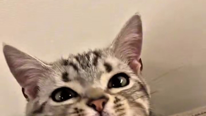 一脸的享受#谁能拒绝傻憨憨的小猫咪 #我和我的猫 #这小猫谁养谁不迷糊啊