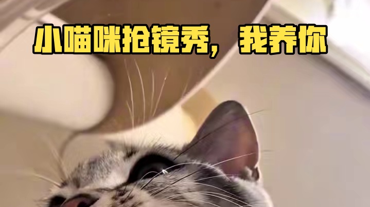 谁能拒绝一只干饭的小喵咪#谁能拒绝傻憨憨的小猫咪 #这小猫谁养谁不迷糊啊 #我和我的猫