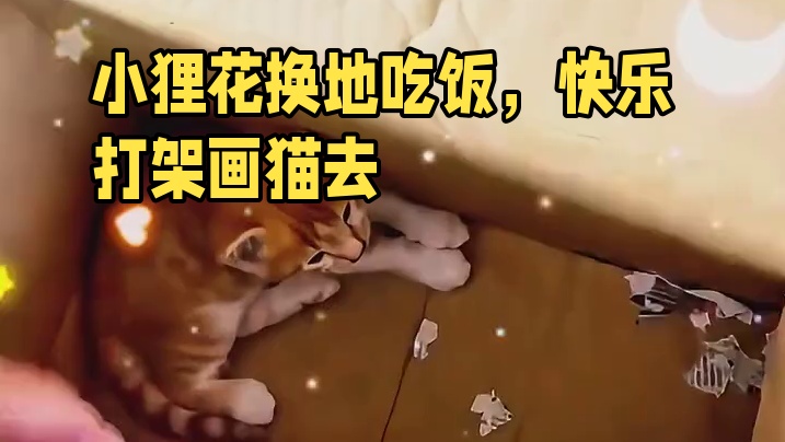 小狸花：跟谁过不是过，换个地方吃饭而己