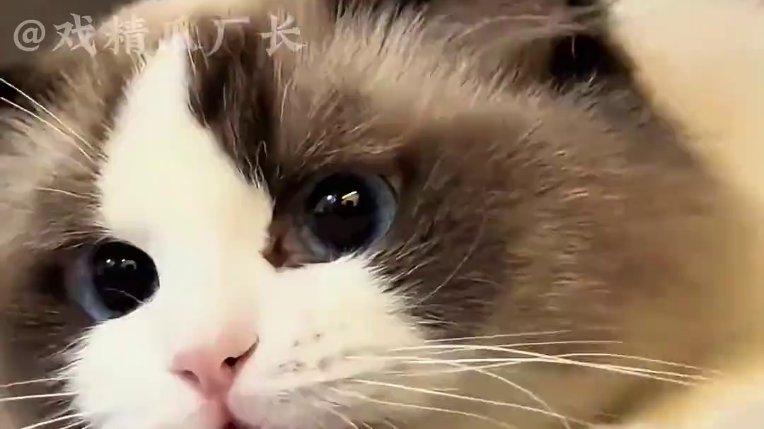 这年头的催婚已经到这种炸裂的地步了吗 #猫咪  #猫猫  #养猫人  #炸裂  #催婚