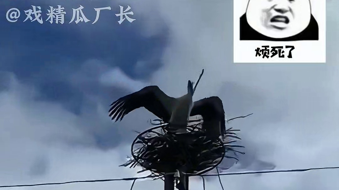 隔着屏幕都感觉到了白鹳的崩溃 #万万没想到 #离谱 #看一遍笑一遍 #内容过于真实