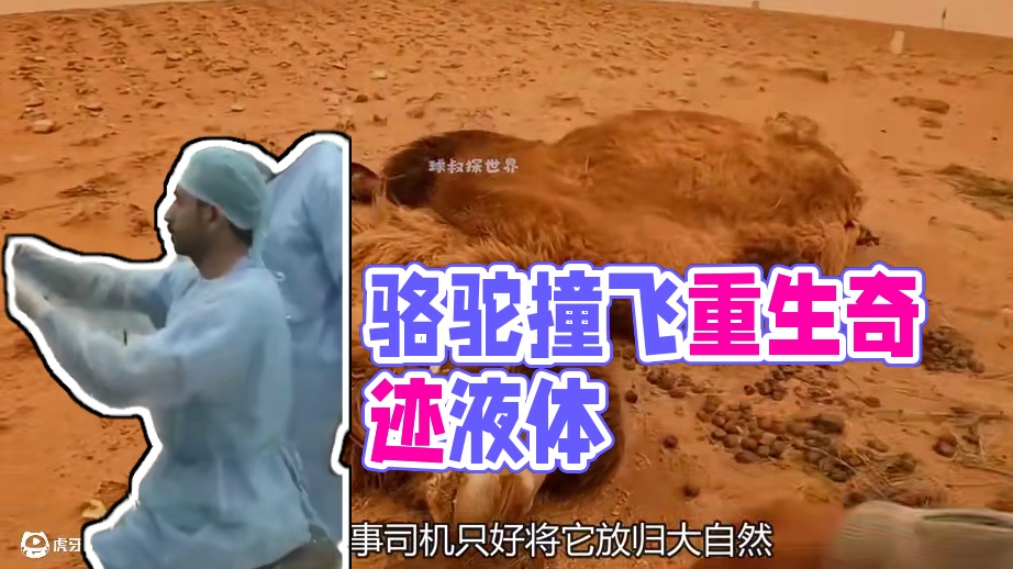 骆驼第一次过马路，就被汽车直接撞飞了 #白桦树汁 #饮料