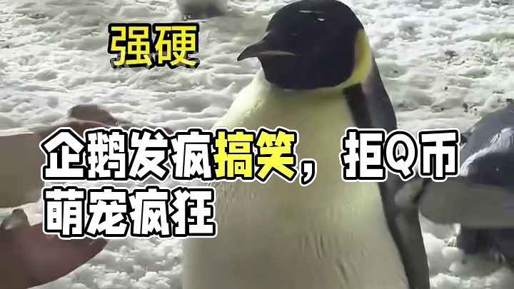 企鹅：没有边界感的人类 #企鹅  #发疯日常  #精神状态 #看一遍笑一遍 #萌宠出道计划