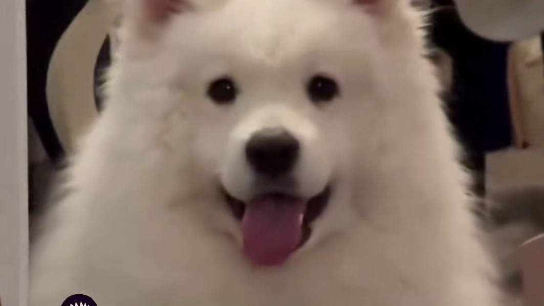 它只是用眼睛拥抱你这也太浪漫了吧！！