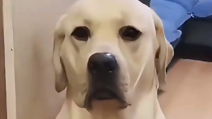 狗子：你这个叛徒，我要创s你！