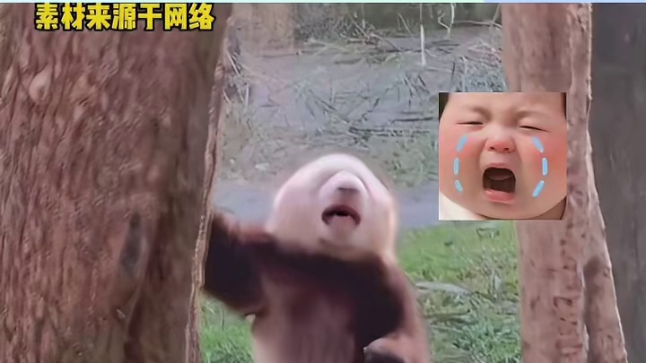 在熊猫身上看到了悲伤具象化