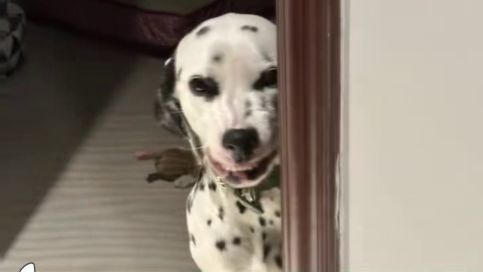 高高兴兴接主人回家结果差点变成流浪狗 #狗狗 #万万没想到 #宠物 #搞笑