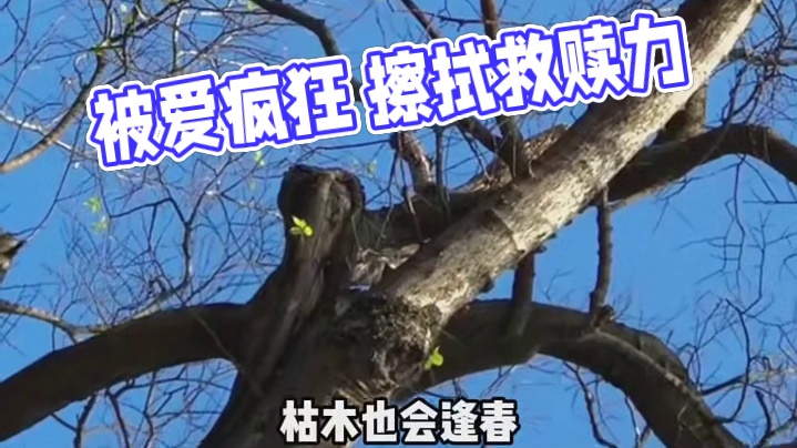 被爱会疯狂长出血肉