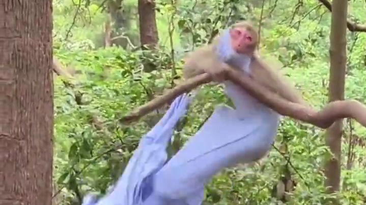 猴子：垂死病中惊坐起，社死竟是我自己#娱乐 #猴子