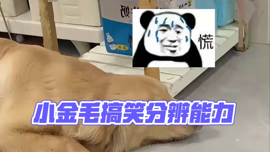 小金毛：假打还是真疼我还是能分清的