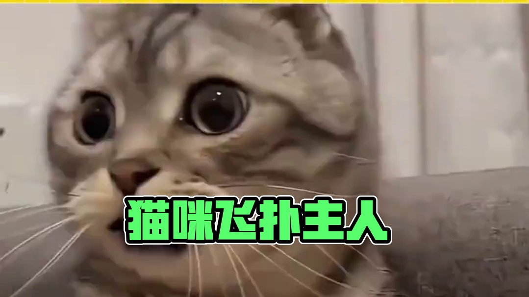 猫：这下完啦#娱乐 #萌宠