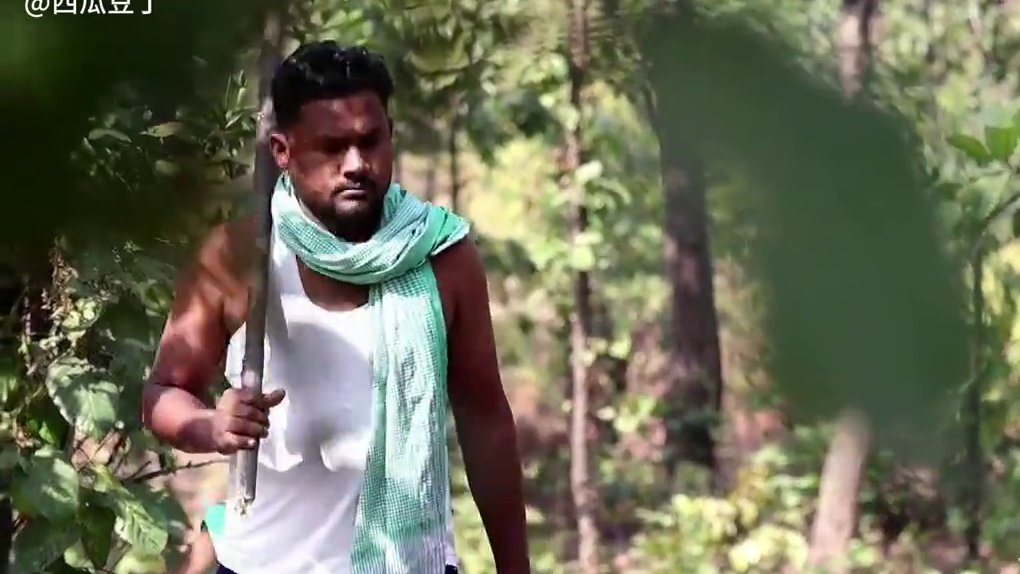 印度父女二人作死，跑到原始丛林采蜂蜜，最后被老虎盯上全村吃席 印度父女二人作死，跑到原始丛林采蜂蜜，