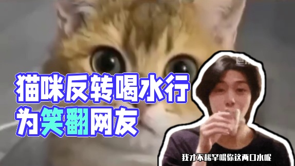 猫：你确定我能和你说这是#万万没想到 #看一次笑一次 #猫咪的迷惑行为 #反转