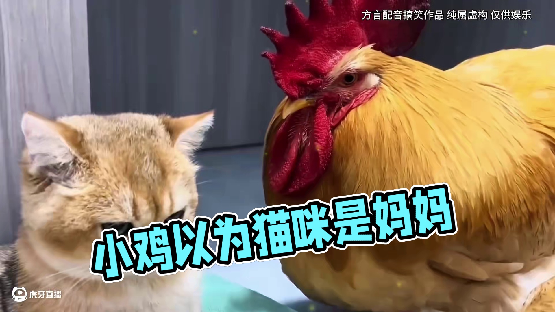 这到底是不是呀，小鸡把猫咪认成妈妈。 #方言配音 #看一遍笑一遍笑得肚子疼 #幽默段子 #猫咪的迷惑