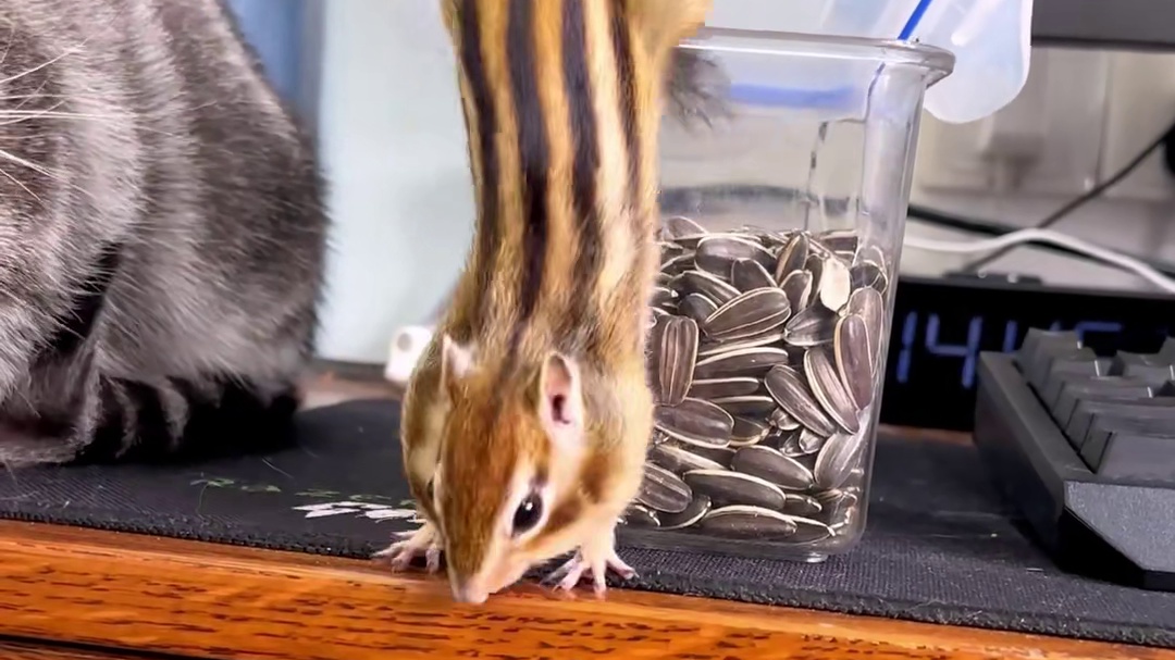 果然小猫和小松鼠是一伙的