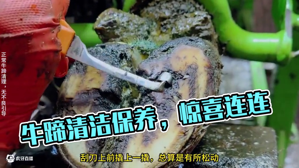 牛蹄又又又扎进了石头里，又被你赶上了我的好兄弟 #修蹄 #解压 #助眠 #强迫症 #万物皆可挂闲鱼