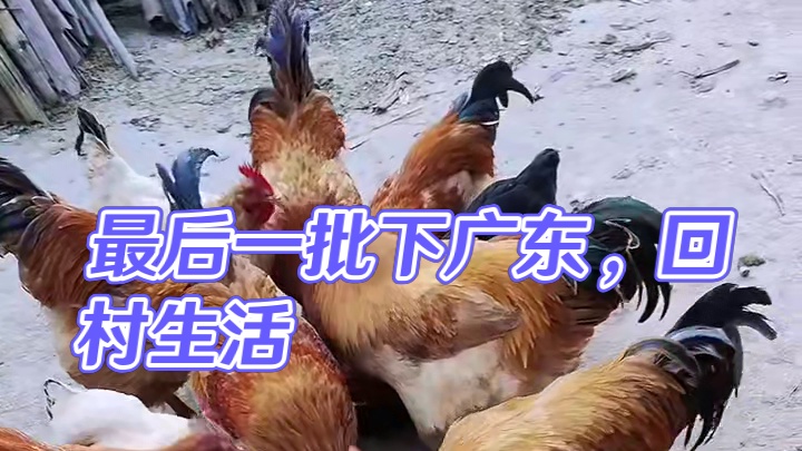 喂完这一次我就可以下去广东啦...你们都是第几批下去广东的哇我应该是最后一批啦#回村的生活 #农村生