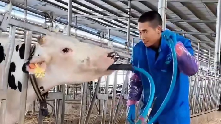 牛可以不用自己吃饭，但容易吃多 #搞笑配音